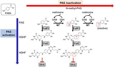 Methionine Antagonizes para-Aminosalicylic Acid Activity via Affecting Folate Precursor Biosynthesis in Mycobacterium tuberculosis